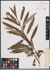 Salix burjatica Nasarow